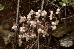 Symphoricarpos mollis