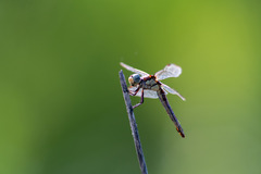 Libellula comanche