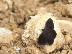 Riodinidae