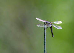 Libellula comanche