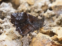 Panyapedaliodes drymaea