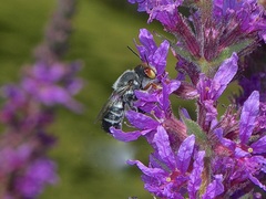 Megachile aurifrons