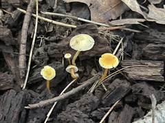Mycena crocea