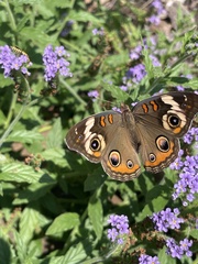 Junonia coenia