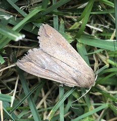 Mythimna unipuncta