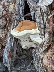 Ganoderma applanatum