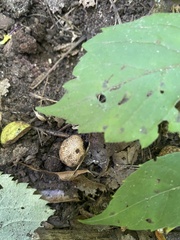 Scleroderma citrinum