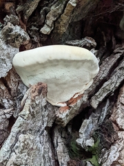 Ganoderma applanatum