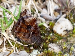 Panyapedaliodes drymaea