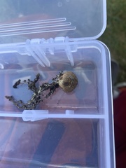 Scleroderma citrinum