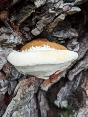 Ganoderma applanatum