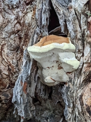 Ganoderma applanatum