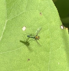 Condylostylus longicornis