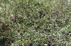 Dodonaea triangularis