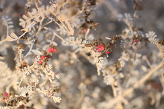 Indigofera leucotricha