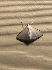Diaphania costata