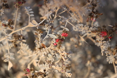 Indigofera leucotricha