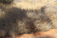 Indigofera leucotricha
