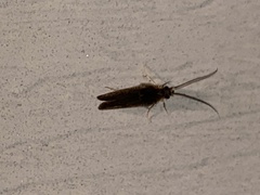 Glossosomatidae