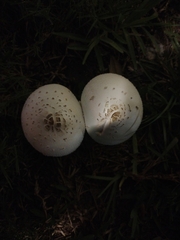 Chlorophyllum molybdites image