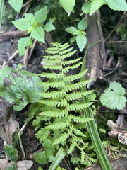 Athyrium angustum