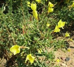 Oenothera rhombipetala
