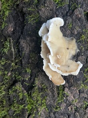 Gloeoporus dichrous