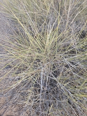 Ephedra trifurca