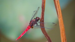 Orthetrum chrysis