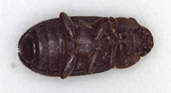 Opatrini