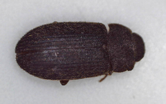 Opatrini