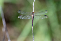 Libellula comanche