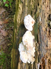 Fuscopostia fragilis