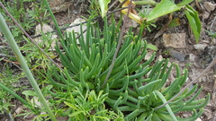 Phemeranthus napiformis