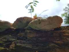 Fuscopostia fragilis