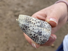 Conus pulicarius