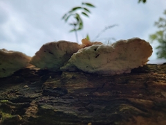 Fuscopostia fragilis