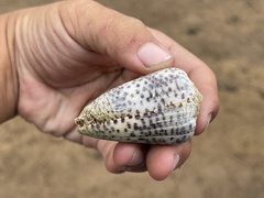 Conus pulicarius