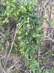 Dioscorea