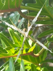 Argiope keyserlingi