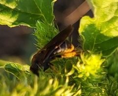 Lasioglossum fuscipenne