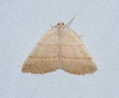 Drepanulatrix bifilata