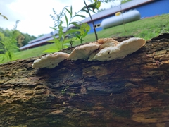 Fuscopostia fragilis