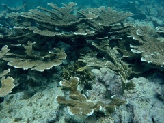 Acropora palmata
