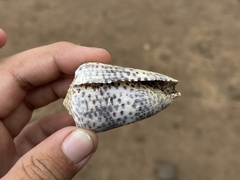 Conus pulicarius