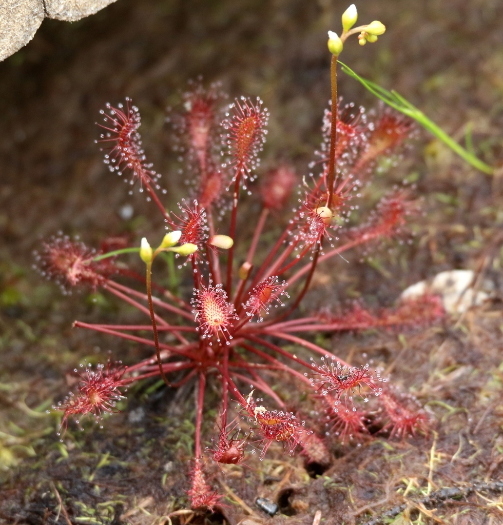 spoonleaf sundew from Orono, ME, USA on August 1, 2018 at 02:33 PM by ...