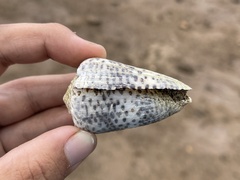 Conus pulicarius