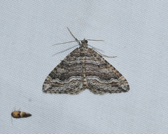Perizoma custodiata