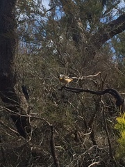 Pardalotus punctatus