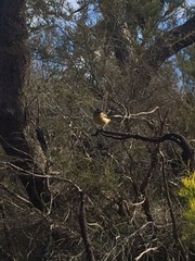 Pardalotus punctatus